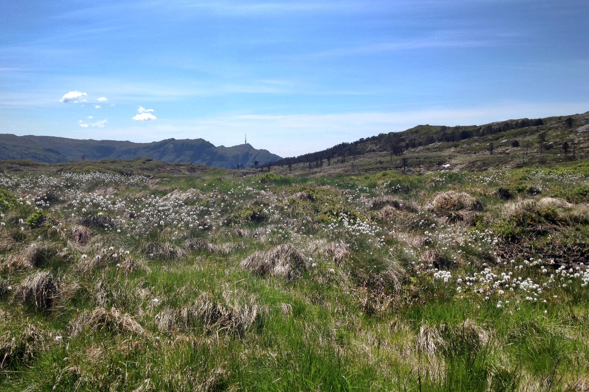 Et åpent myrlandskap med blomstrende myrull, omgitt av lave fjell. En radiomast kan sees i det fjerne under en blå himmel.